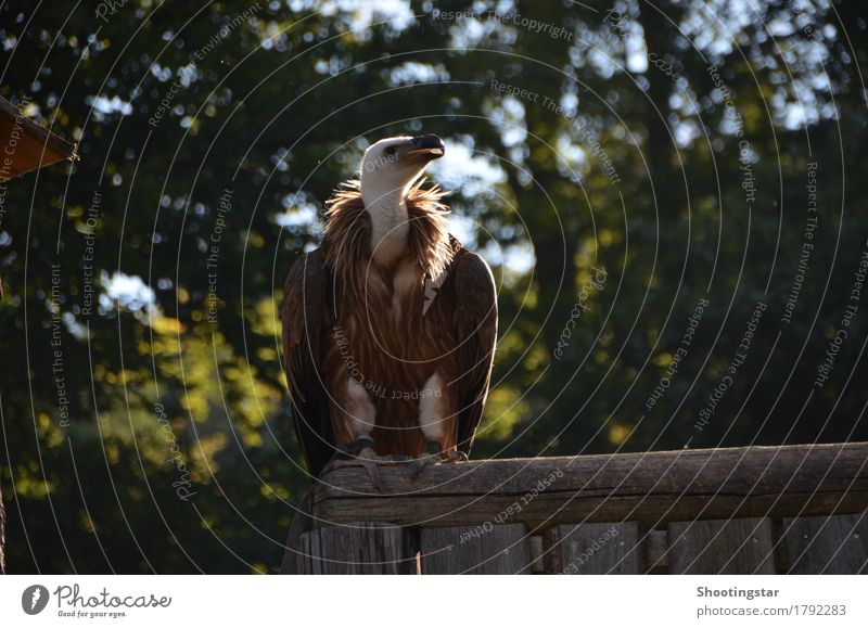 Vulture 2 Animal Wild animal Bird Wing Zoo 1 Power Death Colour photo Exterior shot Twilight