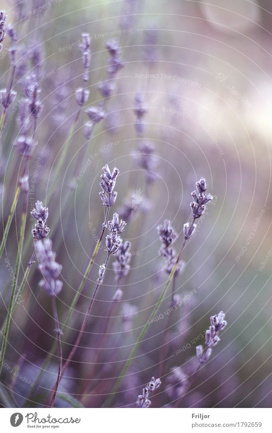 Lavandula angustifolia Plant Blossom Lavender Green Violet Colour photo Exterior shot Deserted Blur Shallow depth of field Central perspective