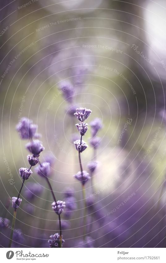 lavandula Plant Flower Blossom Wild plant Violet Lavender Macro (Extreme close-up) Colour photo Exterior shot Deserted Day Blur Shallow depth of field