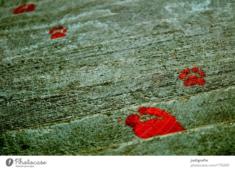 tracks Colour photo Exterior shot Day Life Feet Art Work of art Stairs Concrete Sign Red Tracks Footprint Human being Animal Paints and varnish