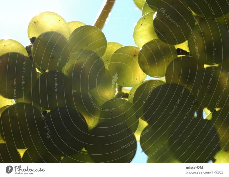 Grapes. Colour photo Exterior shot Close-up Detail Macro (Extreme close-up) Experimental Pattern Deserted Copy Space left Copy Space right Copy Space bottom Day