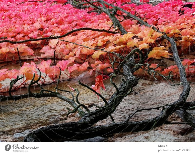 autumn Colour photo Multicoloured Exterior shot Close-up Detail Deserted Day Worm's-eye view Nature Autumn Plant Tree Bushes Leaf Foliage plant Garden Park