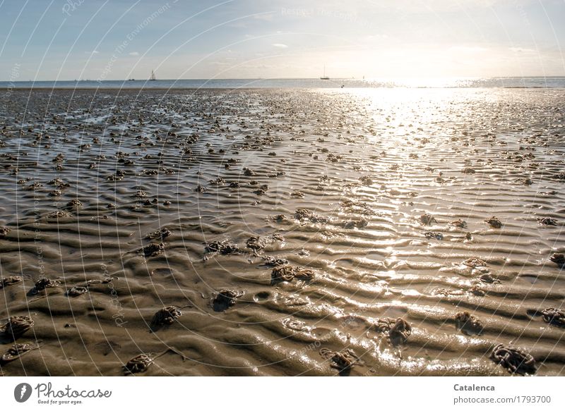 Glei8end, the sunlight over the watt Vacation & Travel Beach Environment Landscape Sand Air Water Cloudless sky Summer North Sea Mud flats Glittering Illuminate