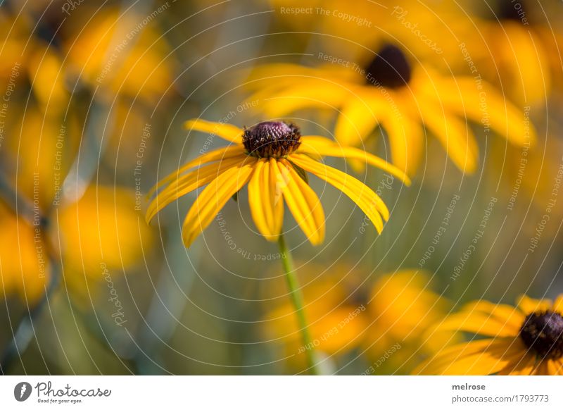 S O N N E N - HAT Elegant Style Beautiful Mother's Day Birthday Nature Plant Summer Beautiful weather Flower Blossom Wild plant Rudbeckia Flowering plants Park