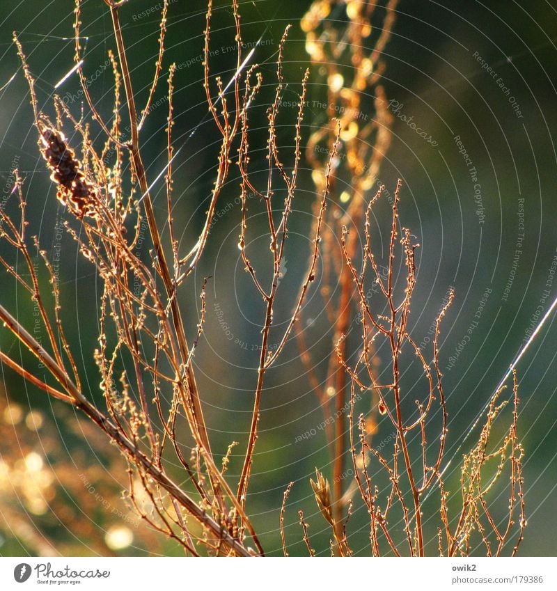 Indian summer Colour photo Exterior shot Close-up Detail Structures and shapes Deserted Copy Space right Day Evening Light Sunlight Deep depth of field