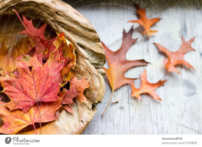 autumn Leaf Autumn Wood Bowl Multicoloured Red Brown Yellow Orange To fall Decoration Beautiful Relaxation Calm Meditation