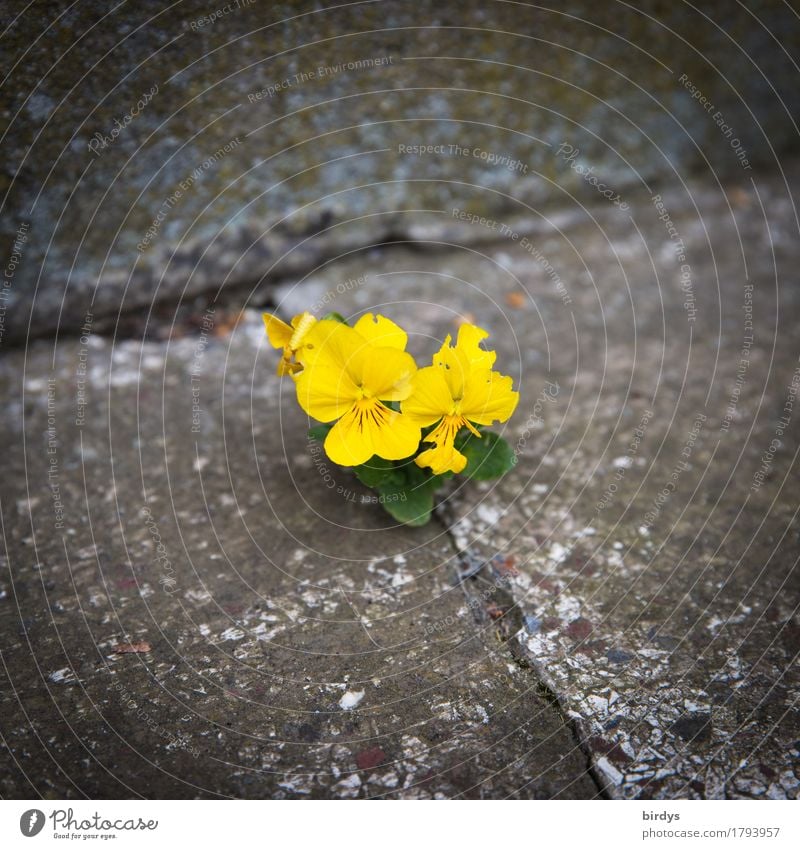 minimalist Flower Blossom Violet plants Stone Concrete Blossoming Fragrance Growth Esthetic Exceptional Positive Yellow Gray Joie de vivre (Vitality) Power