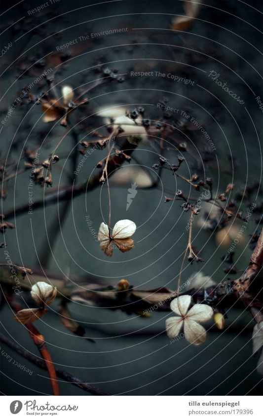 darkflower Colour photo Exterior shot Deserted Copy Space top Copy Space bottom Light Shadow Contrast Shallow depth of field Nature Plant Winter Bad weather