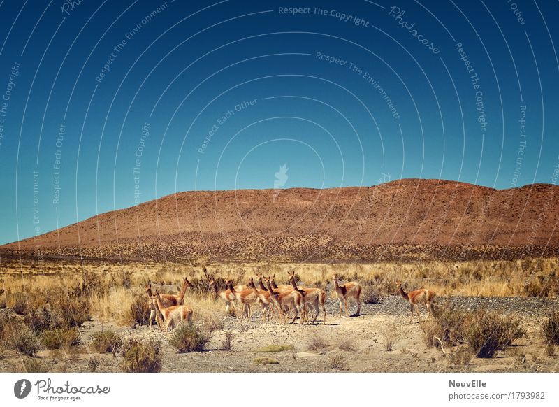 On the road in Argentina Llama Desert Pampa Animal Herd South America