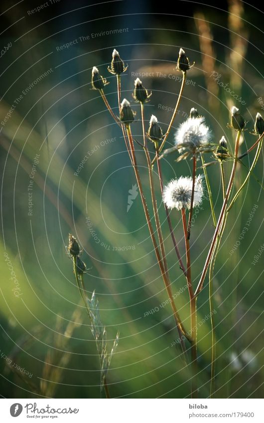 Withered and still beautiful Colour photo Exterior shot Pattern Structures and shapes Deserted Copy Space left Copy Space top Evening Sunlight Blur