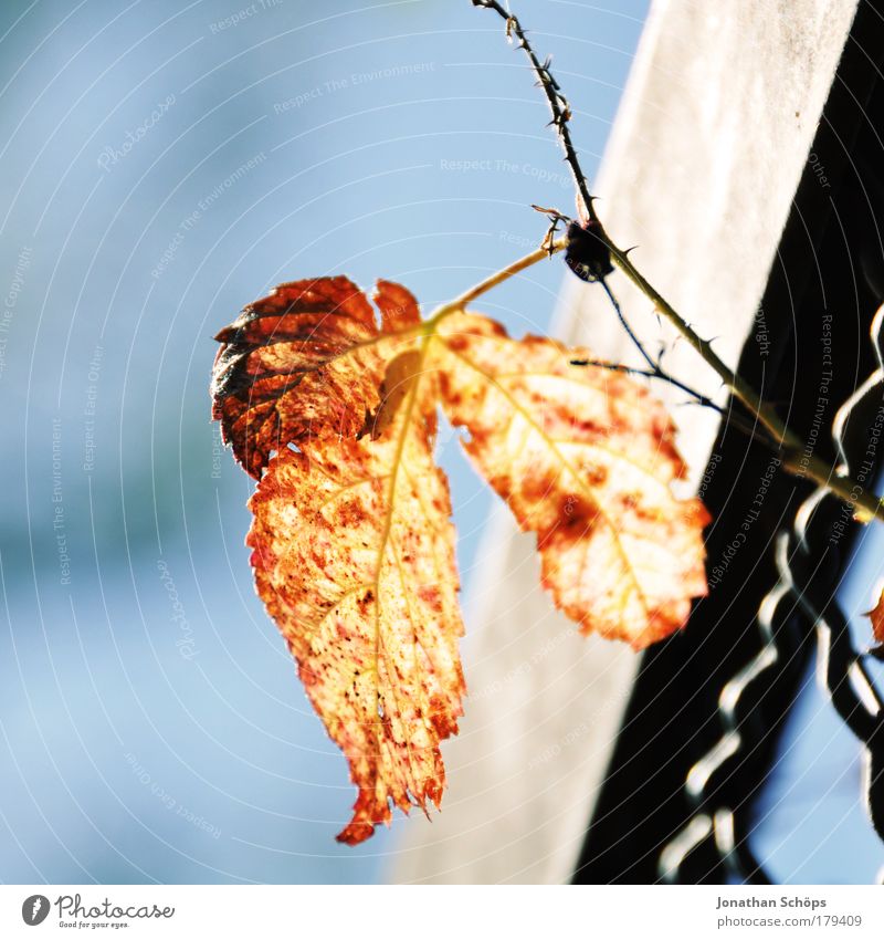 orange leaf Plant Blue Yellow Environment Leaf Thorn Fence Barrier Sun Illuminate Lighting Happiness Multicoloured 1 Individual Loneliness Orange-red