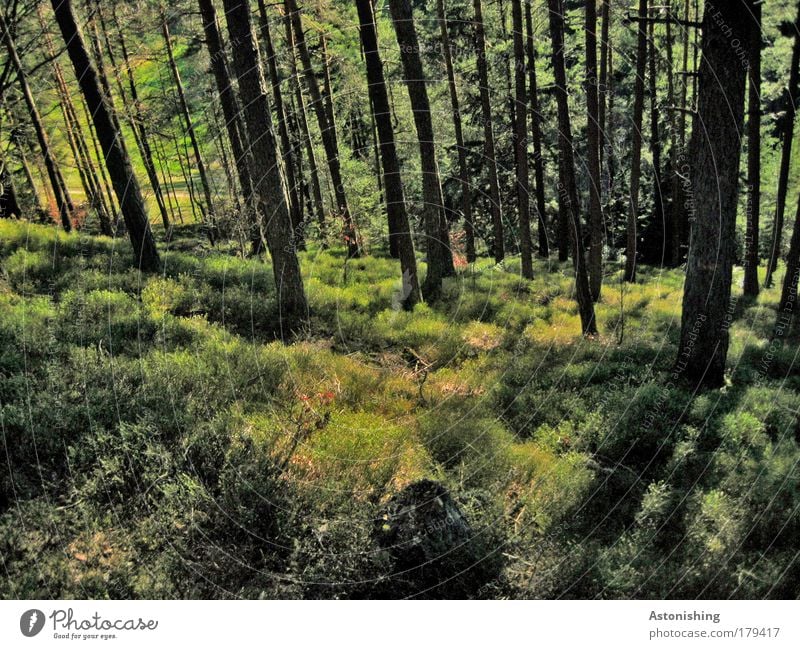 >>LINED with border<< Colour photo Exterior shot Deserted Copy Space bottom Day Light Shadow Contrast Sunlight Back-light Environment Nature Landscape Plant