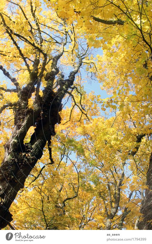 Trees in autumn Wellness Harmonious Hiking Oktoberfest Thanksgiving Environment Nature Landscape Plant Autumn Climate Beautiful weather Leaf Maple tree