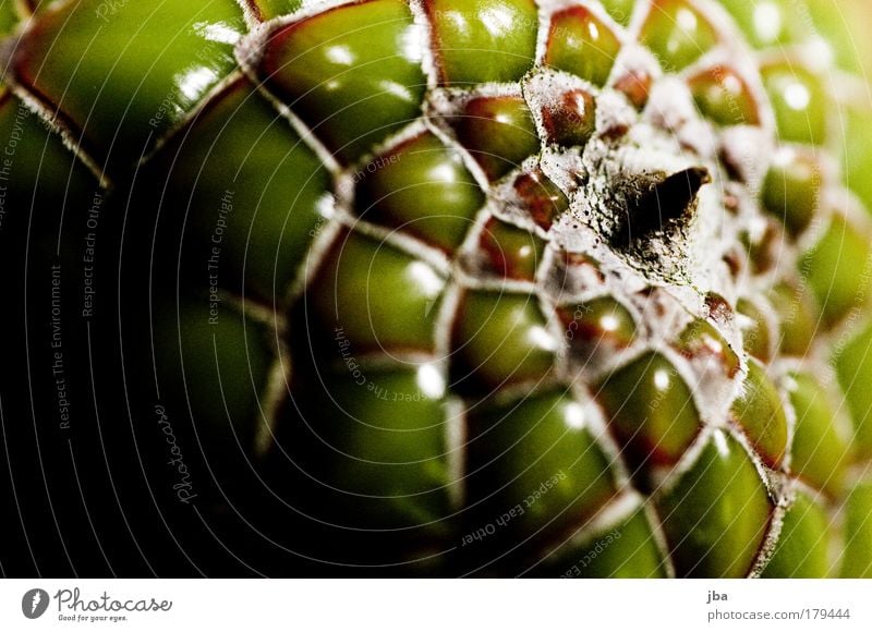 exotic nut Colour photo Macro (Extreme close-up) Deserted Copy Space left Flash photo Blur Shallow depth of field Nut Vacation & Travel Far-off places Summer