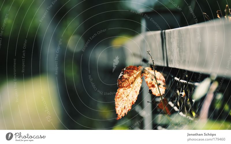 At the fence a leaf Nature Plant Exceptional Small Rebellious Brown Yellow Gold Green Emotions Joie de vivre (Vitality) Optimism Trust Contentment Uniqueness