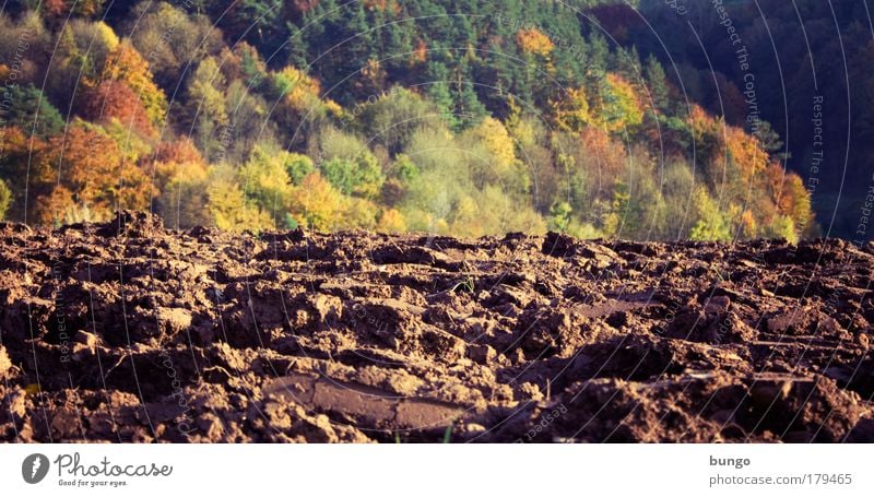 ager silvaque Colour photo Exterior shot Day Shadow Environment Nature Landscape Field Brown Green Growth Change Agriculture furrows Furrow Sowing Earth Ground