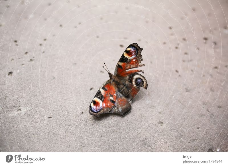 Old butterfly Wild animal Butterfly Wing Peacock butterfly 1 Animal Crouch Broken Small Emotions Pain Nature Decline Transience Compassion Bright background