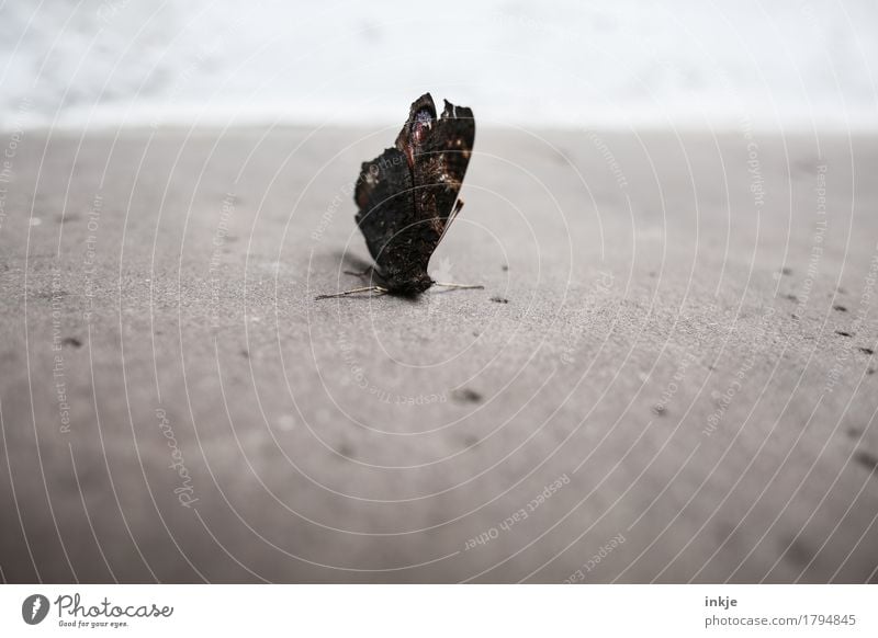 strudel Deserted Terrace Stone floor Butterfly Wing Peacock butterfly Crouch Old Broken Gloomy Brown Gray Transience Colour photo Subdued colour Exterior shot