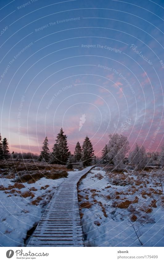 stunted Colour photo Exterior shot Deserted Copy Space top Evening Twilight Light Environment Nature Landscape Ice Frost Snow Tree Free Large Infinity Cold Long