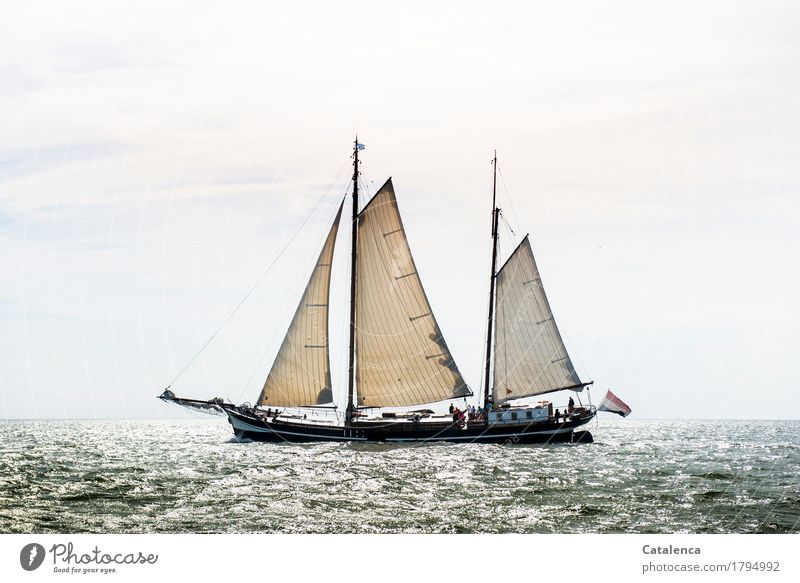 Ahoy: Flatboat on the IJsselmeer Sailing Nature Water Horizon Sunlight Summer Beautiful weather North Sea flatboat Movement Discover Glittering Esthetic Fluid