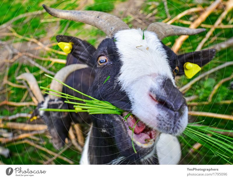 Goat eating grass Eating Joy Face Nature Animal Spring Summer Grass Village Coat Fur coat Friendliness Funny Green Black White amuzing bovidae capra Domestic