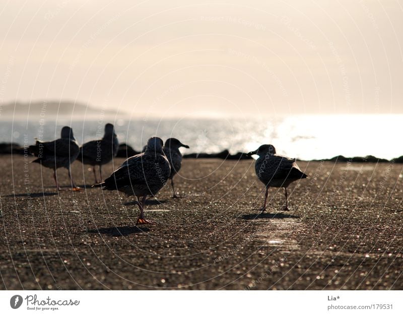 farewell mood Colour photo Exterior shot Copy Space top Copy Space bottom Evening Twilight Silhouette Sunrise Sunset Back-light Bird Seagull Group of animals