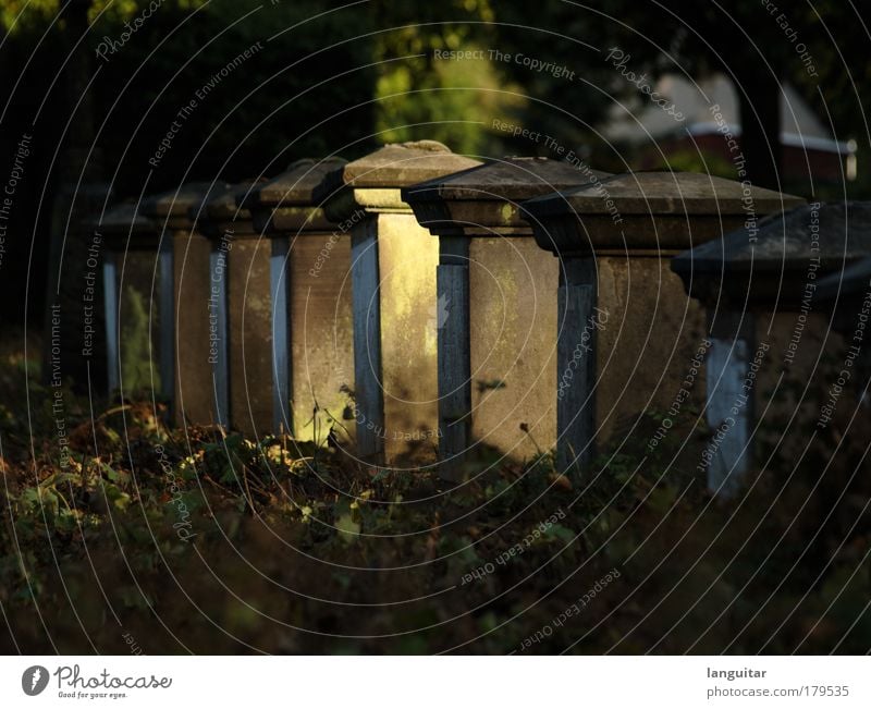 Sunlit Graves Sunrise Sunset Sunlight Autumn Beautiful weather Plant Bushes Moss Ivy Leaf Foliage plant Park Bielefeld Church Cemetery Death Peace Tomb