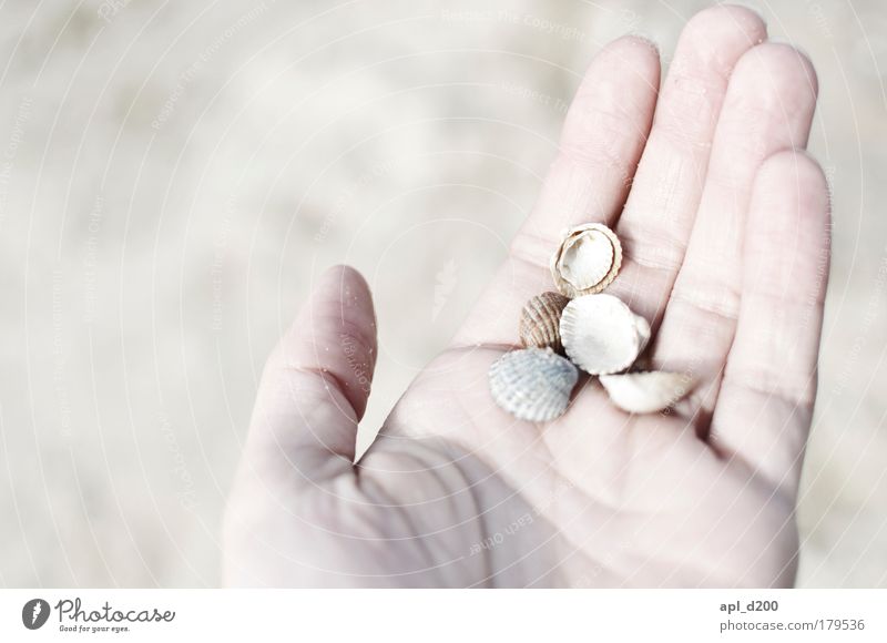 A handful of holidays Colour photo Subdued colour Exterior shot Close-up Detail Copy Space left Neutral Background Day Light Sunlight High-key