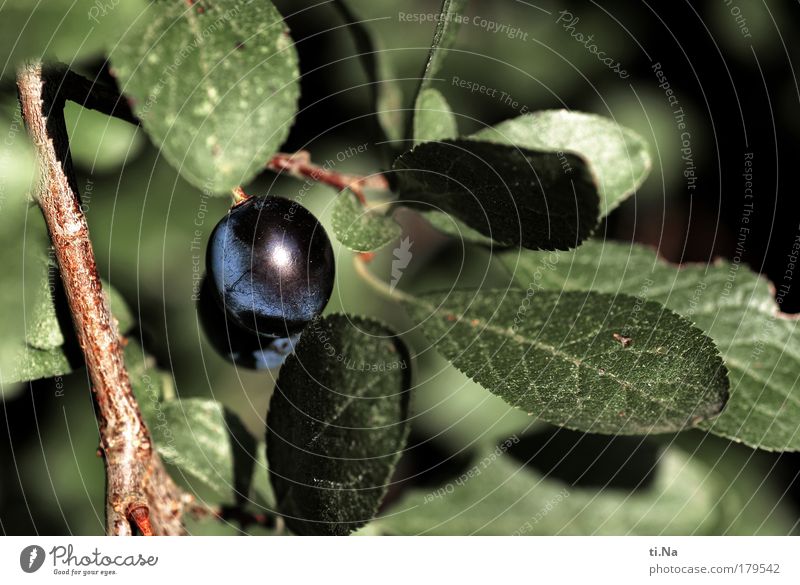 blackthorn Colour photo Subdued colour Close-up Deserted Day Spirits sloe liqueur Environment Nature Landscape Animal Autumn Plant Tree Bushes Leaf Wild plant