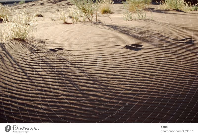 moiré Sand Morning Desert Waves Tuft of grass Structures and shapes Shadow Drought Footprint Loneliness Back-light