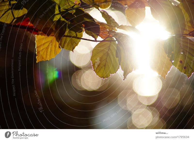 Leaves of a beech against the light Nature Autumn Beech tree Beech leaf Twig Autumnal naturally Hope Visual spectacle Bright spot Harmonious Retirement Evening