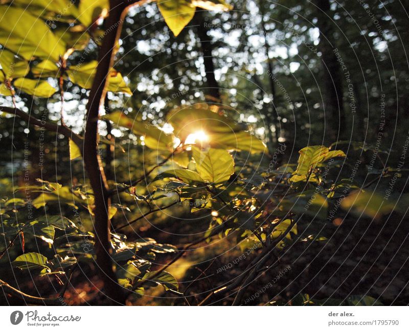 forest light Hiking Environment Nature Plant Sky Sunlight Autumn Beautiful weather Tree Leaf Wild plant Copper beech Beech tree Forest Illuminate Glittering