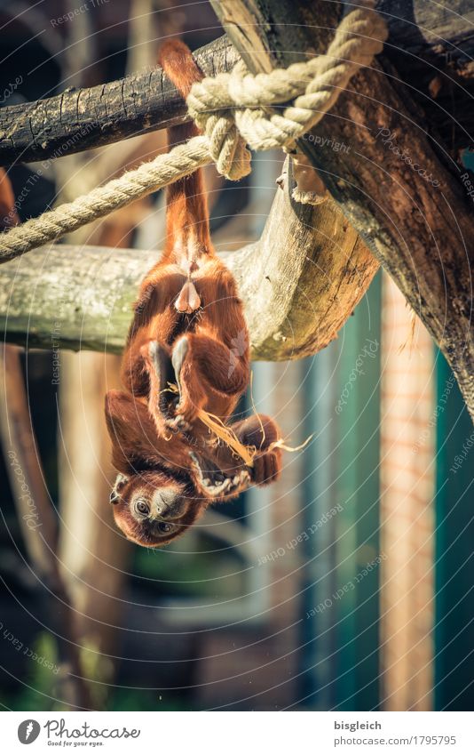 Monkey I Animal Monkeys 1 Hang Looking To swing Brown Colour photo Exterior shot Deserted Animal portrait