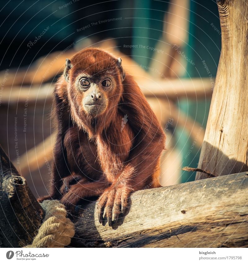 Monkey II Animal Monkeys 1 Looking Sit Brown Colour photo Exterior shot Deserted Animal portrait