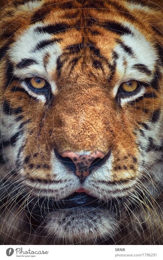 Portrait of Tiger Animal Wild animal Cat 1 Power Dangerous wildlife panthera tigris jungle animal aggressive Marvel Beast bengal tiger Big cat Carnivore danger