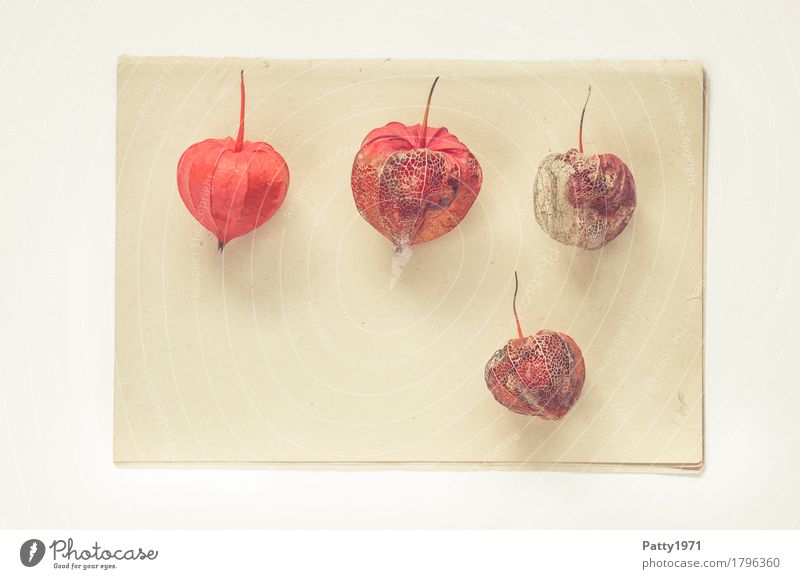 Physalis alkekengi Plant Chinese lantern flower Paper Piece of paper Herbarium Still Life Old Bright Broken Natural Retro Dry Brown Orange Calm Colour Nature