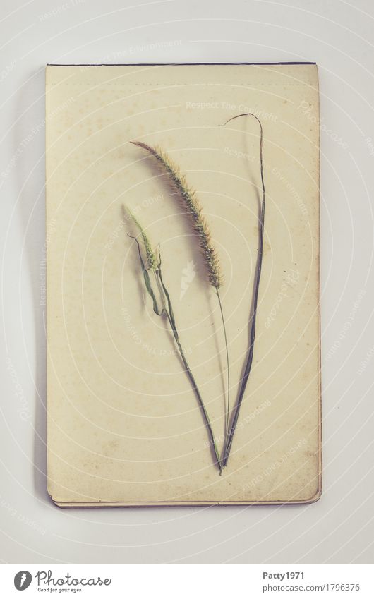 grasses Nature Plant Grass Paper Piece of paper Retro Dry Brown Green Calm Nostalgia Decline Transience Change Limp Simple Subdued colour Studio shot Deserted