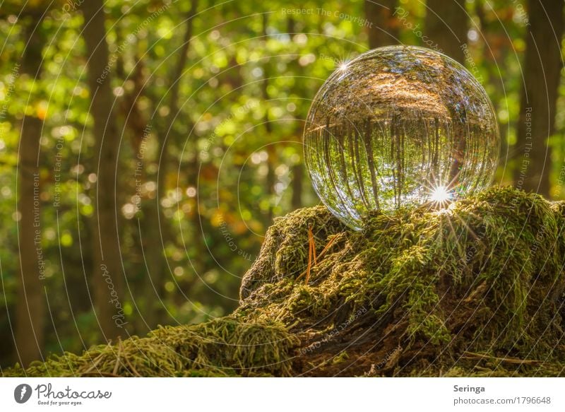 Forest magic through the glass ball Environment Nature Landscape Plant Animal Sun Sunlight Summer Autumn Tree Grass Moss Glass Sphere Moody Glass ball