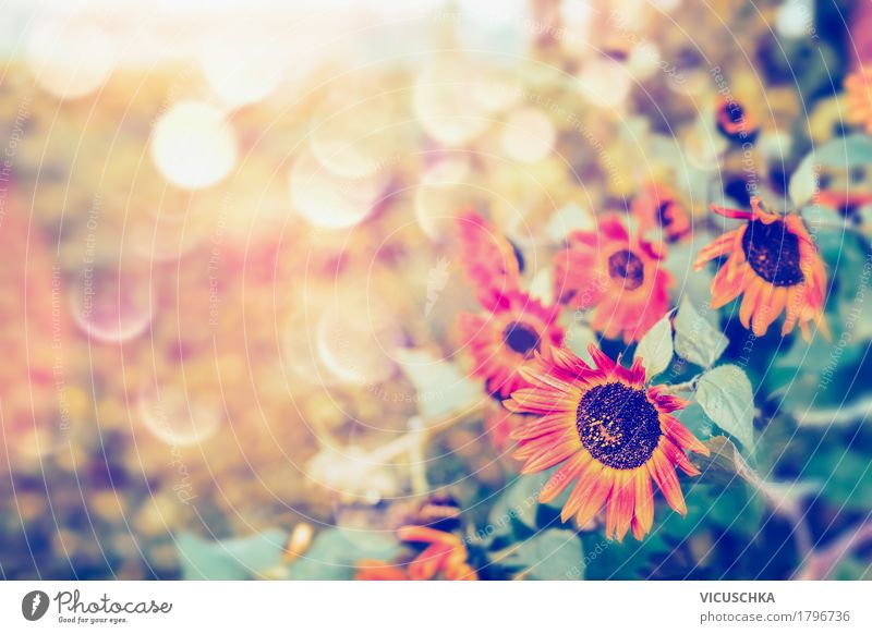 Autumn red sunflowers on ridges Lifestyle Design Summer Garden Nature Plant Sunlight Beautiful weather Flower Leaf Park Yellow Sunflower Blur Red Colour photo