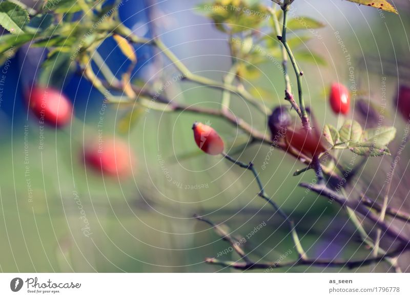 Rosehips in the wind Jam Harmonious Contentment Senses Hiking Garden Oktoberfest Thanksgiving Environment Nature Plant Air Autumn Weather Wind Bushes Rose hip