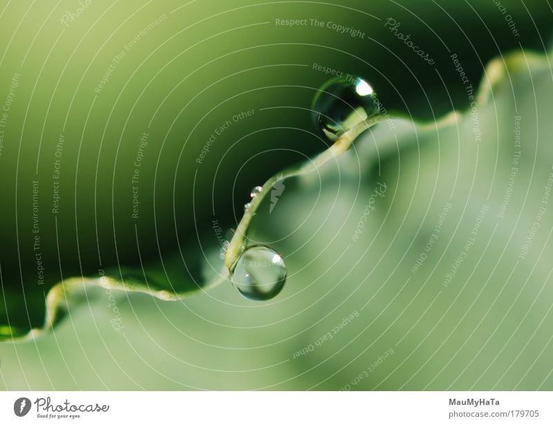 Two Drops Colour photo Close-up Detail Macro (Extreme close-up) Abstract Morning Style Sun Nature Plant Elements Water Drops of water Autumn Cool (slang)