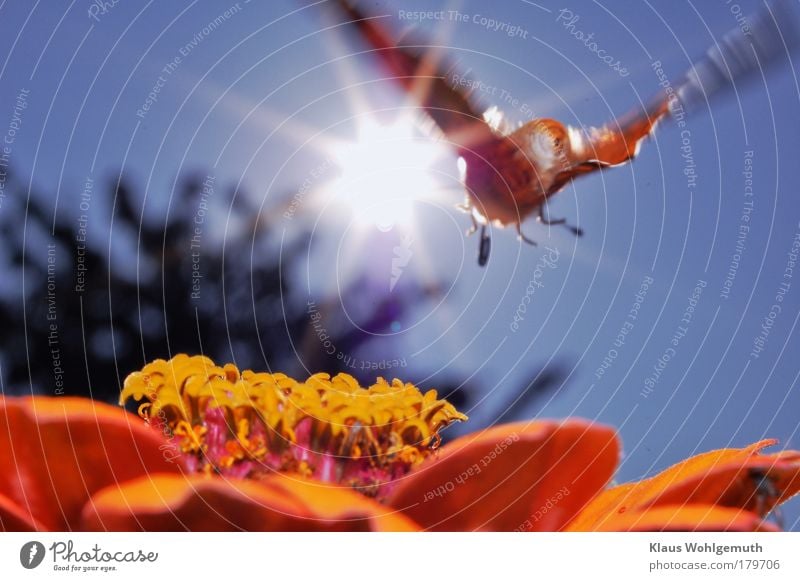 Thistle butterfly flies over a zinnia flower in the sunshine Colour photo Multicoloured Exterior shot Macro (Extreme close-up) Experimental Day Flash photo