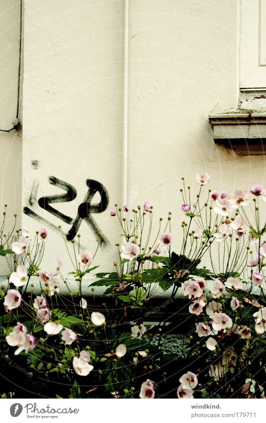 (to) be discovered Subdued colour Exterior shot Deserted Copy Space top Neutral Background Day Nature Summer Autumn Plant Flower House (Residential Structure)