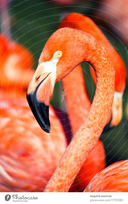 flamingo Animal Wild animal Flamingo Animal face 1 Group of animals Orange Pink Red Zoo Colour photo Multicoloured Exterior shot Animal portrait Profile