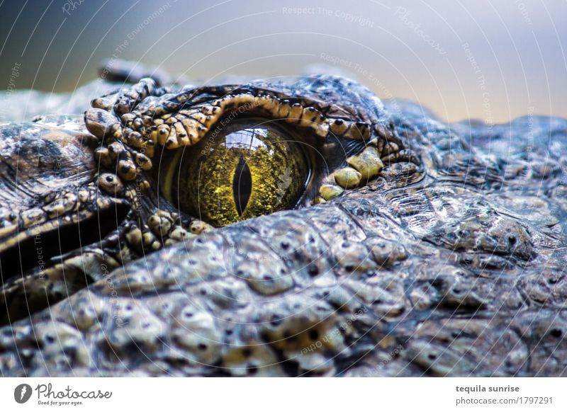 Croco II Animal Wild animal Animal face Zoo Crocodile Reptiles Alligator Caiman cold-blooded animal 1 Eyes Pupil Iris Blue Gray Watchfulness Observe