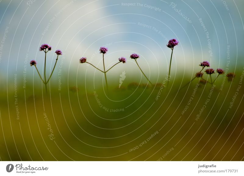 meadow Colour photo Exterior shot Day Environment Nature Plant Summer Flower Grass Meadow Growth Fragrance Optimism Hide Stretching Blossom Blur