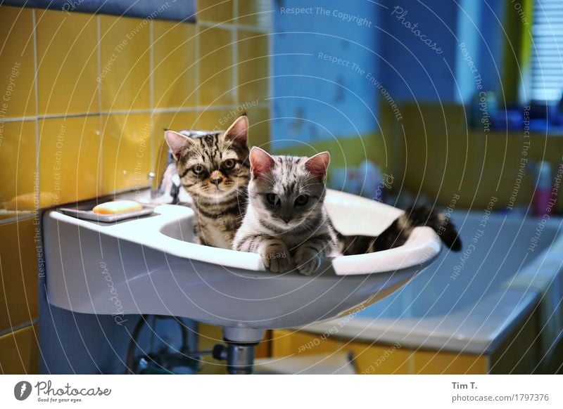 Cat and tomcat Animal Pet 2 Calm Bathroom Sink Colour photo Interior shot Artificial light