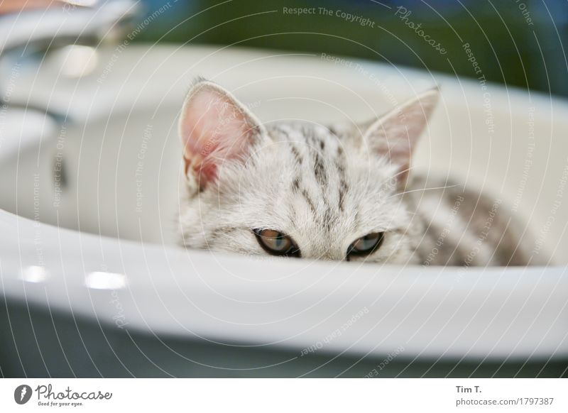 cat Animal Pet Cat 1 Calm Bathroom Sink Colour photo Interior shot Deserted Evening Looking