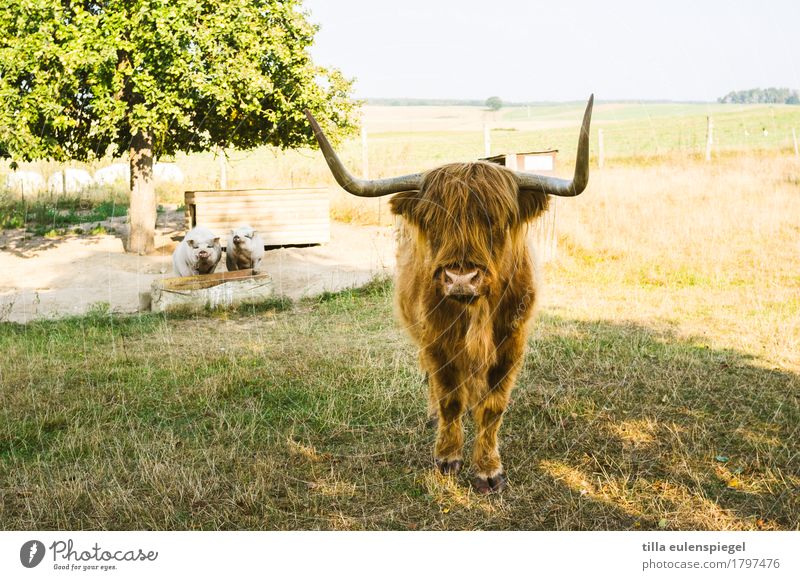 1 cattle and 2 pigs Nature Summer Tree Meadow Field Farm animal Cow Swine Pot-bellied pig Highland cattle 3 Animal Pair of animals Observe Stand Wait Authentic