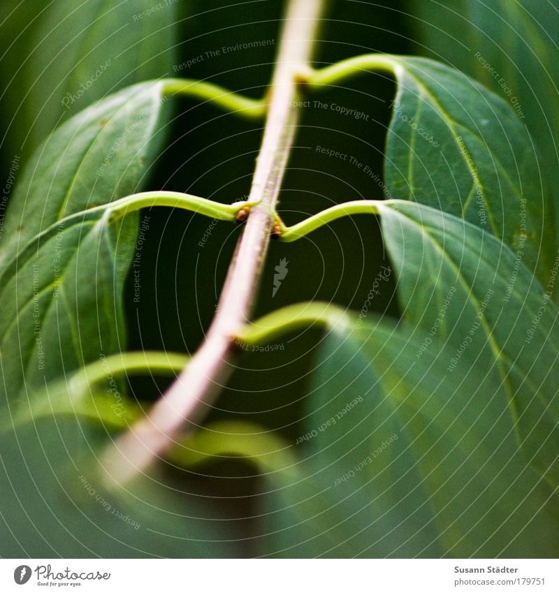 upswing Colour photo Exterior shot Detail Macro (Extreme close-up) Structures and shapes Deserted Copy Space left Copy Space right Copy Space top Day Light